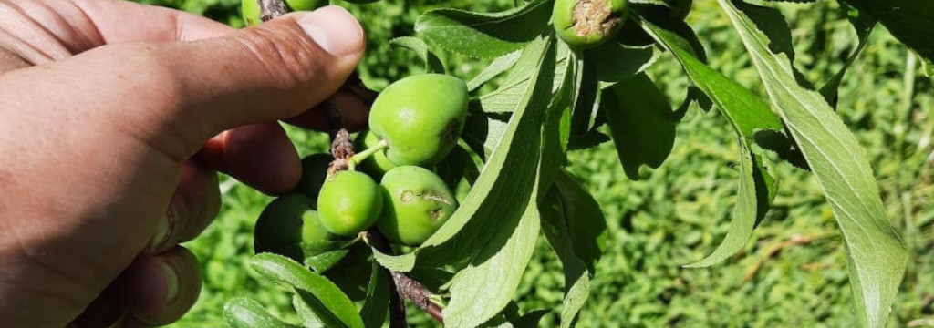 fruta dañada por granizo